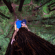 Illustration for article titled Watch This Guy Free Climb A Giant Redwood